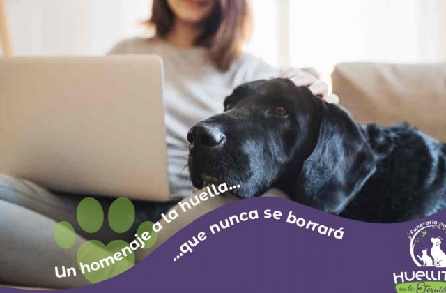 ¿Que hacer con mi mascota durante el coronavirus?