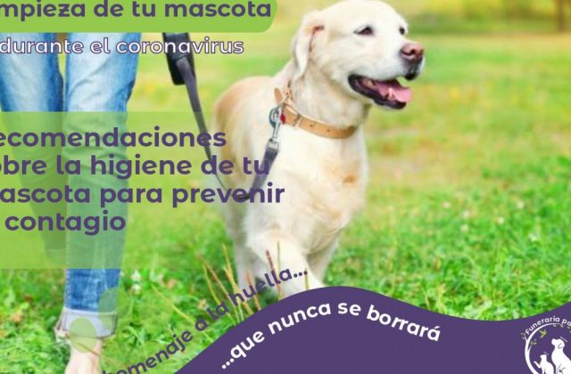 Limpieza de Tu Mascota Durante el Coronavirus